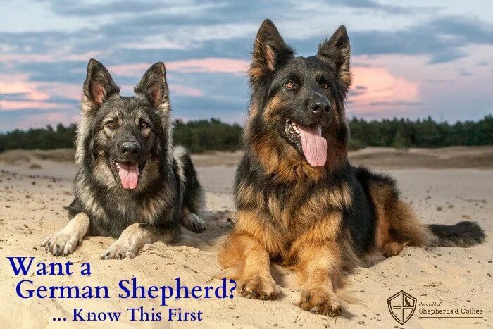 Породы овчарок фото Want a German Shepherd for Your Family? Know This First - Guild of Shepherds & C