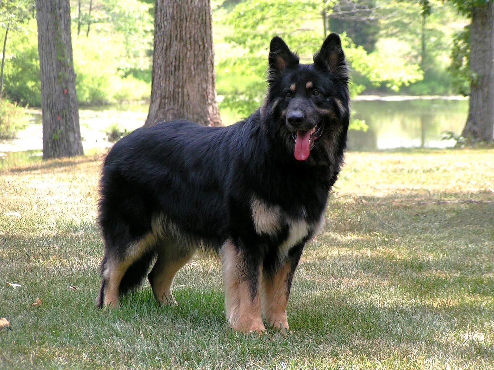 Породы овчарок фото Shiloh shepherd, Shiloh shepherd dog, Dog breeds