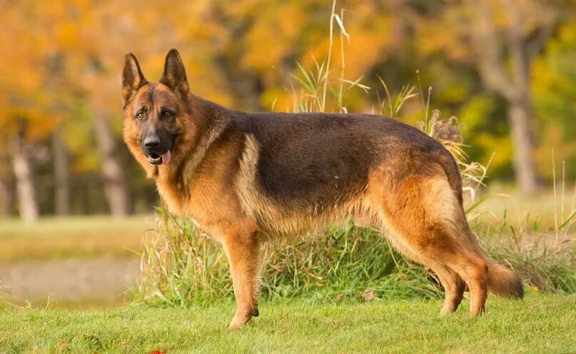 Породы овчарок фото описание #немецкаяовчарка #овчарка #germanshepherd 2023 Немецкая овчарка ВКонтакте