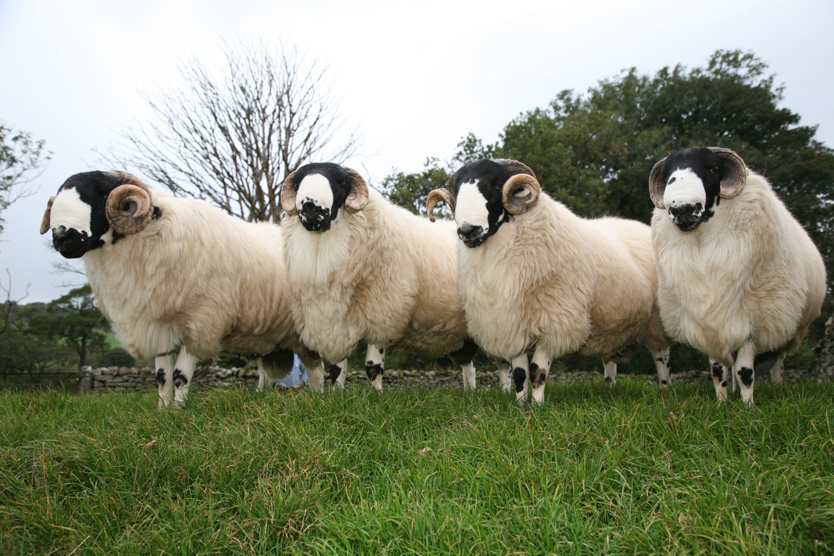 Породы овец в россии фото Yorkshire Dales sheep Sheep breeds, Sheep, Sheep farm