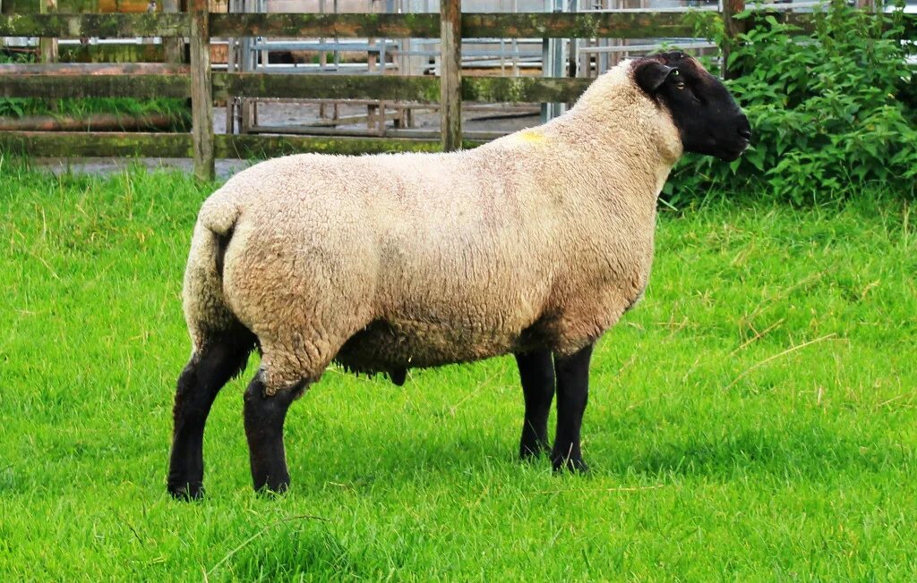 Породы овец в россии фото Stock-Ram-Huish-Mcaw-25-NZ-Genetics - Bentley Suffolks