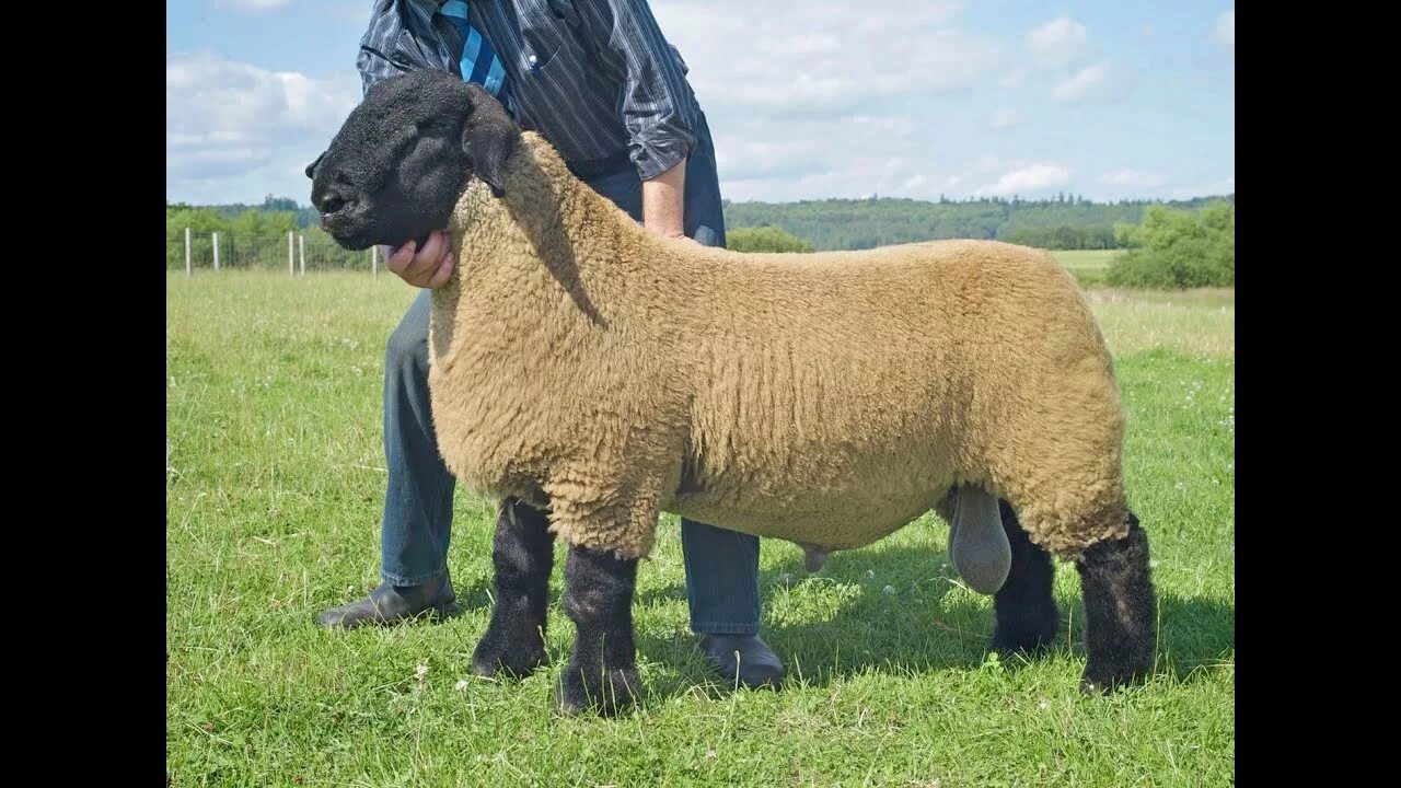 Породы овец в россии фото suffolk sheep, goat for sale, broiler chickens, caring for chickens, hair sheep 