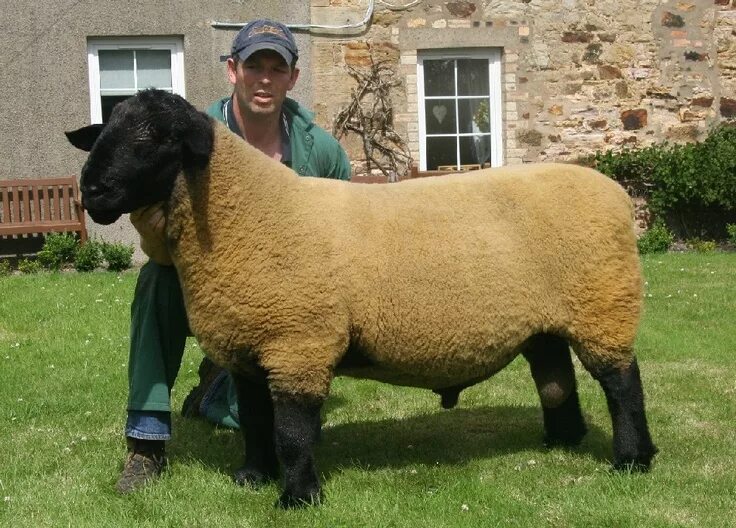 Породы овец в россии фото Suffolk sheep Suffolk sheep, Sheep breeds, Sheep