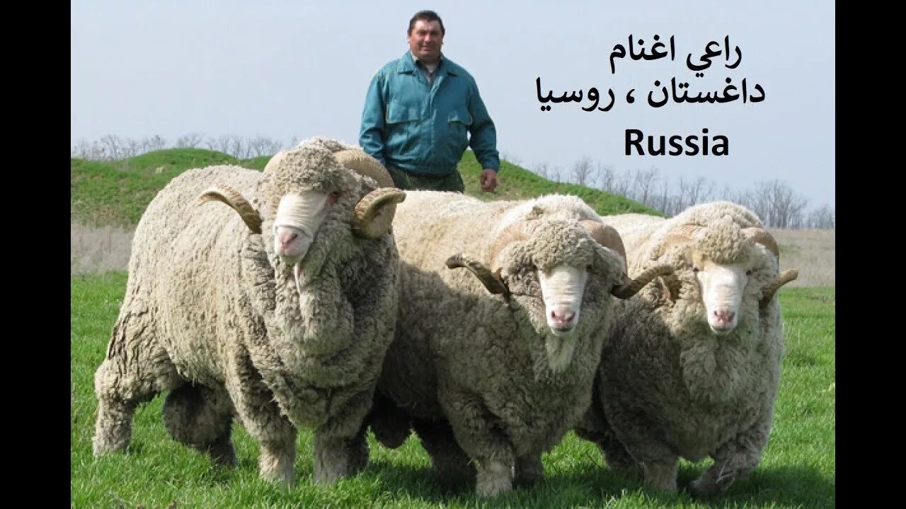 Породы овец в россии фото transfert de moutons - Caucase. Russie . نقل الأغنام روسيا - YouTube