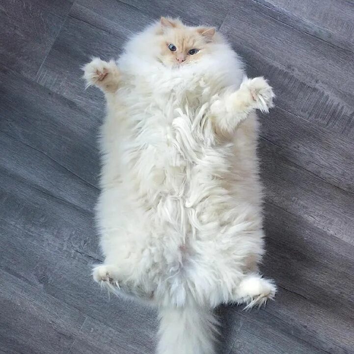 Породы пушистых котов фото Incredibly Fluffy Ragdoll Cat Resembles a Giant Cuddly Cotton Ball Cute animals,