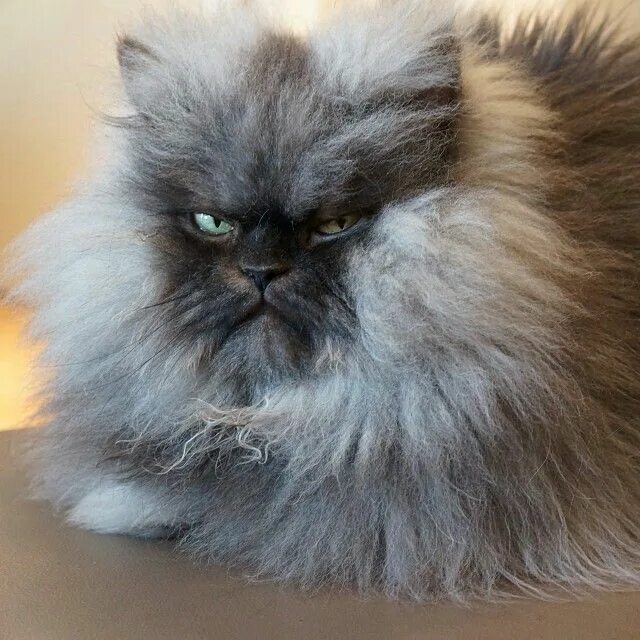 Породы пушистых котов фото Colonel Meow Fluffy cat, Cats, Cute cats and kittens