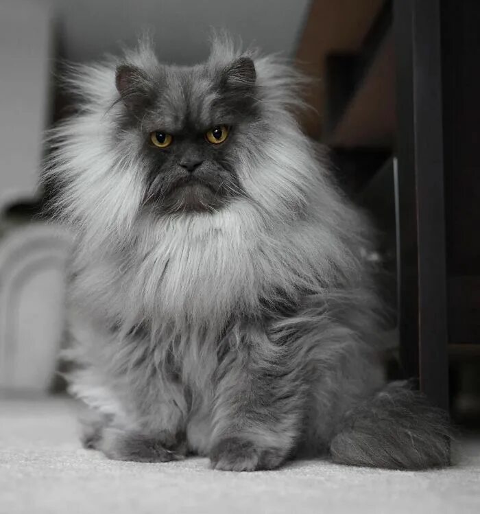 Породы пушистых котов фото Juno The Angry Cat, A Cat With Better Hair Than Most Humans You Will Ever Meet C