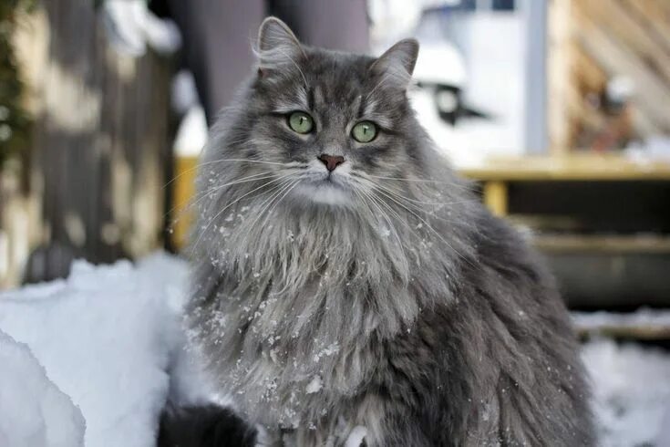 Породы пушистых котов фото Siberian Cat Siberian cat, Grey cat breeds, Cat breeds