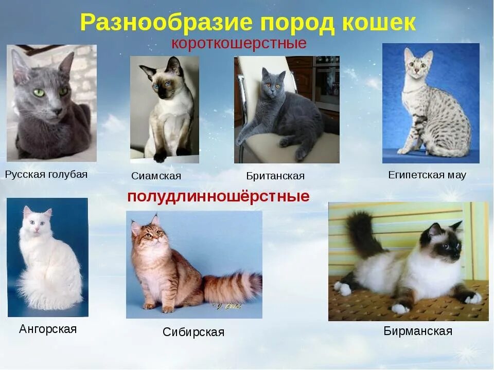 Породы русских кошек фото и названия Всемирный день кошек в отделении социальной реабилитации - Подразделение по Бело