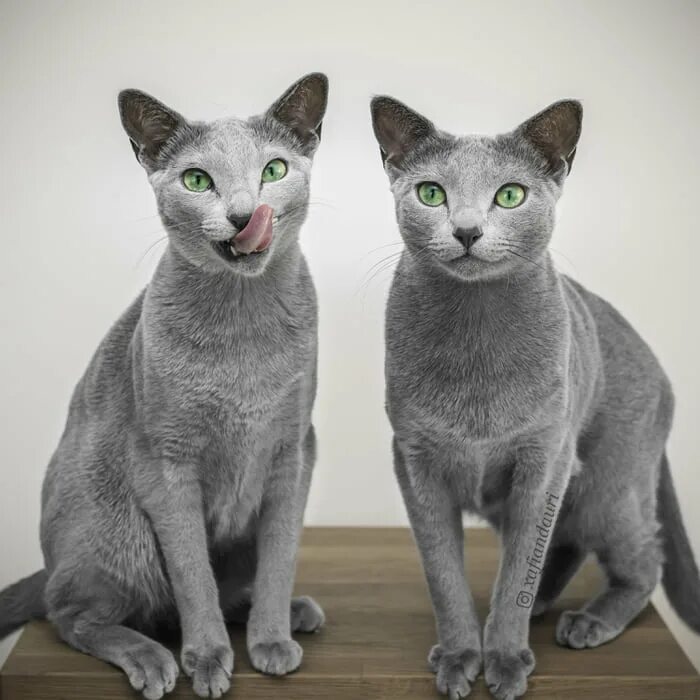 Породы русских кошек фото и названия Russian blue sisters - 9GAG