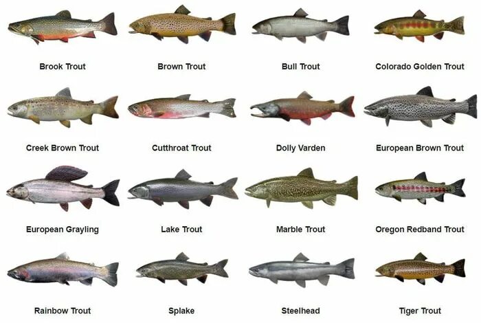 Породы рыб фото и названия Big 10 Trout of North America