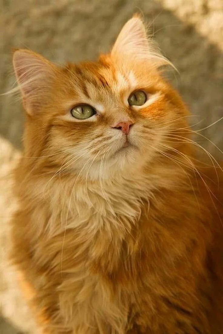 Породы рыжих кошек фото Pin on Солнечно-янтарный, рыжий*Sunny-amber, orange. Orange tabby cats, Cute cat