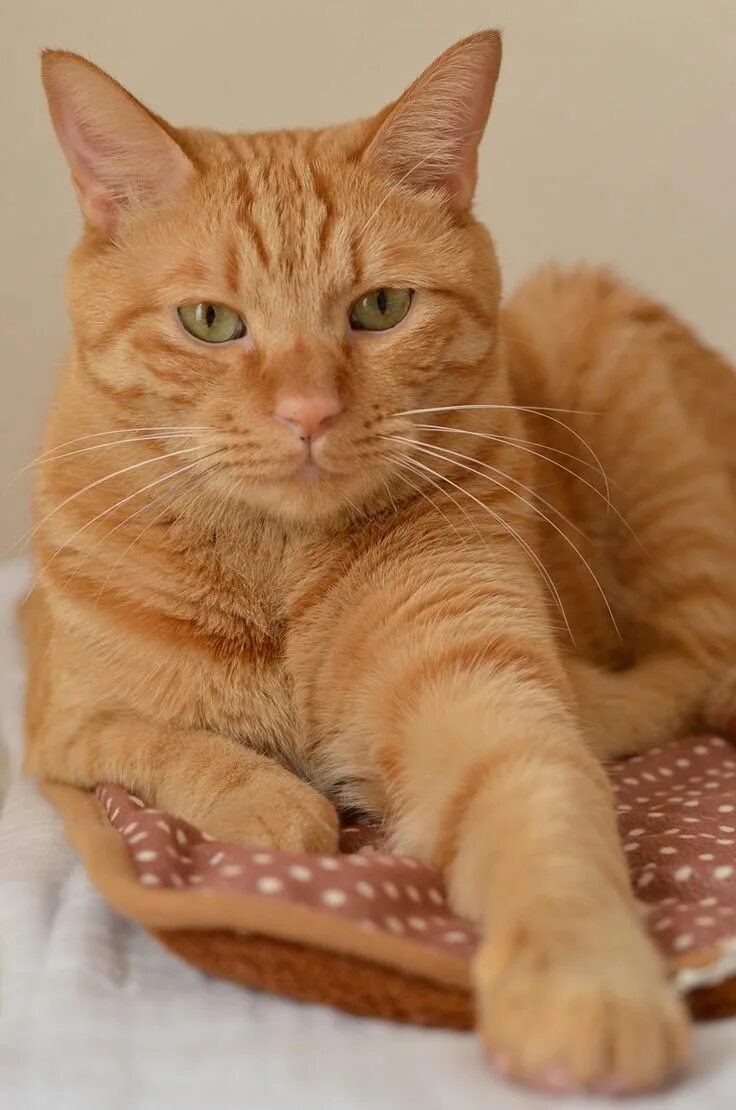 Породы рыжих кошек фото catsncuddles Orange tabby cats, Pretty cats, Cat breeds