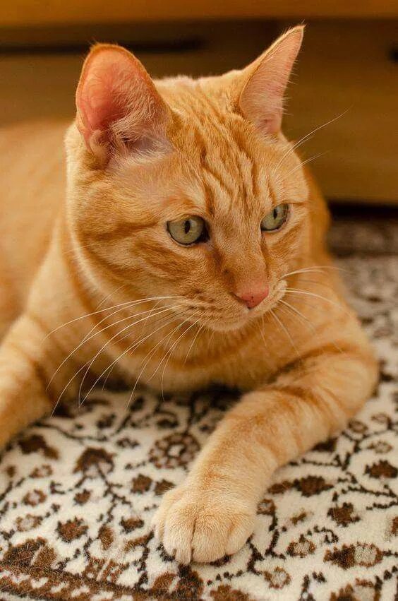 Породы рыжих кошек фото Pin on cats 7 Beautiful cats, Orange tabby cats, Cute cats