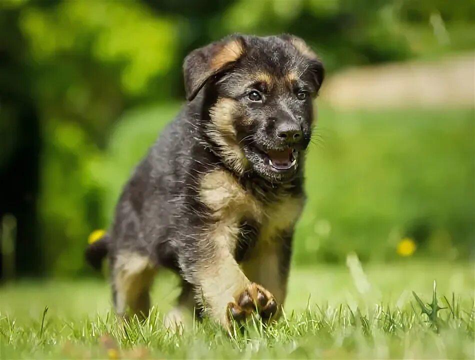 Породы щенков овчарок фото German Shepherd Puppies Зображення - огляд 114,673 Стокові фото, векторні зображ