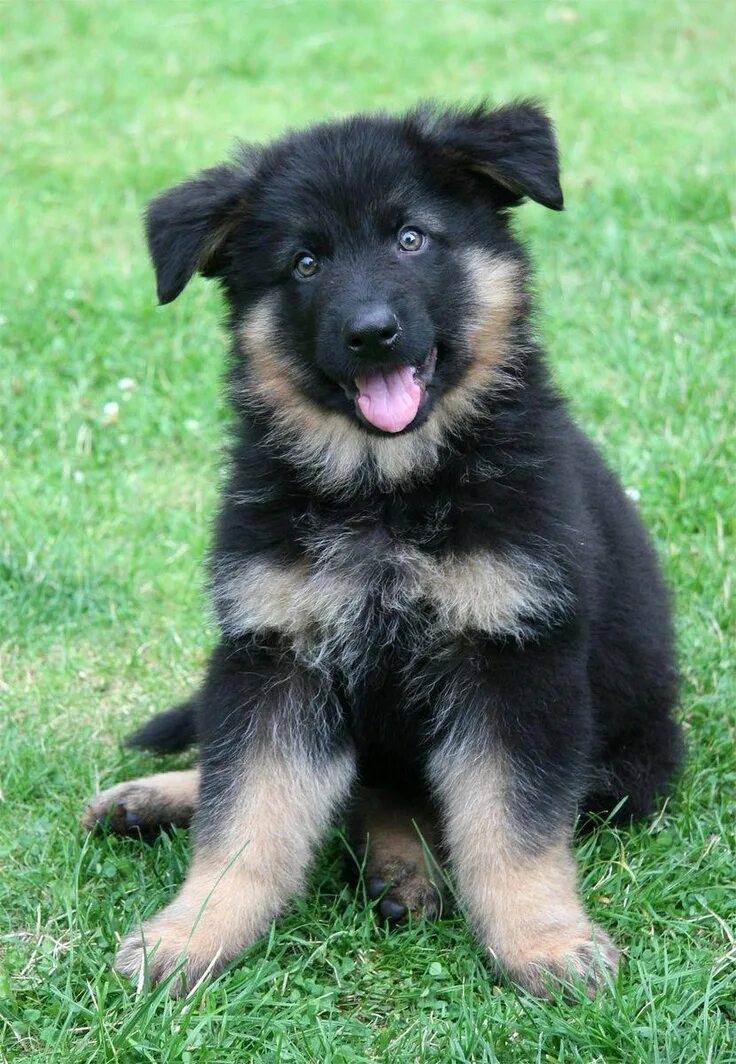 Породы щенков овчарок фото Inquisitive German shepherd puppies, Puppies, German shepherd dogs