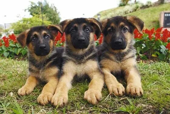 Породы щенков овчарок фото Pin by Jeremie Reed on German Shepherds German shepherd puppies, Shepherd puppie