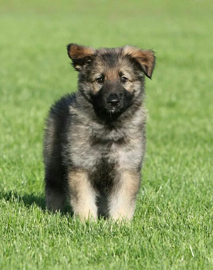 Породы щенков овчарок фото Pin by Pinner on Beautiful Kittens and Gorgeous Puppies Shiloh shepherd, Shiloh 