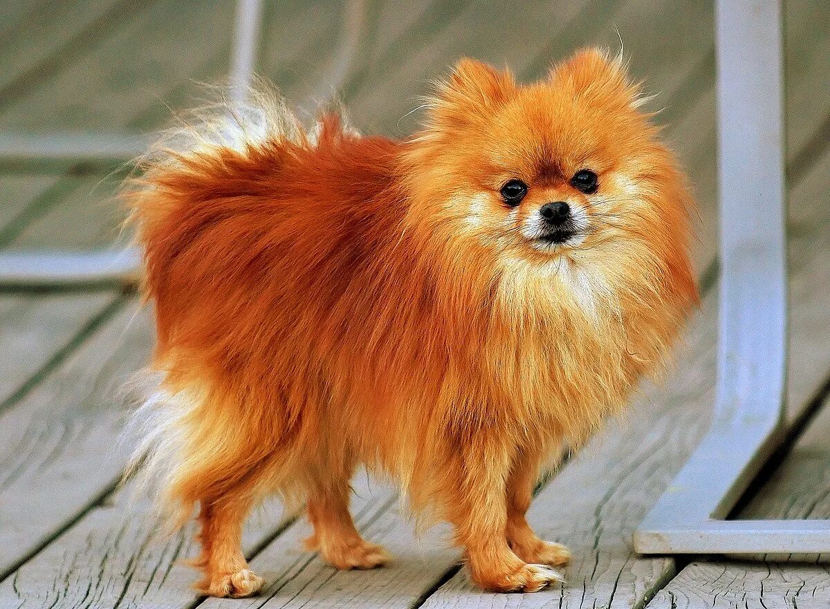 Породы шпицев с фото и названием File:Pomeranian orange-sable Coco.jpg - Wikipedia