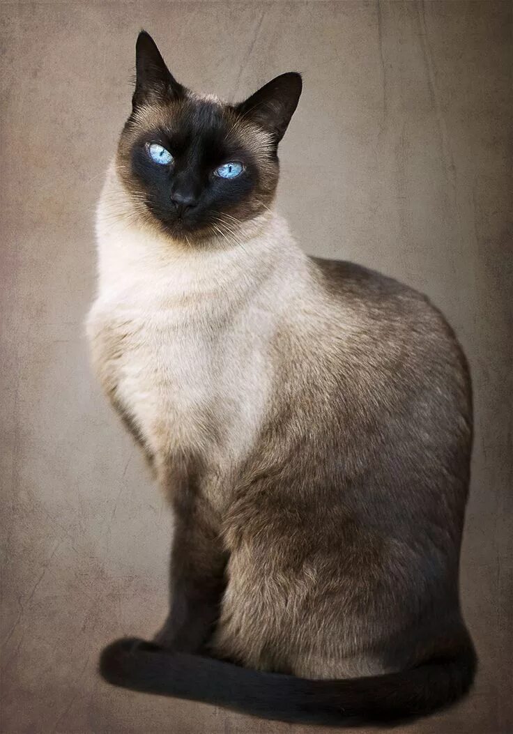 Породы сиамских котов фото Elegance by Julia Carvalho on 500px...Siamese cat Beautiful Cases For Girls Cat 