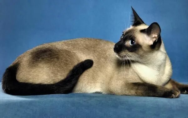 Породы сиамских котов фото Types of Siamese Cats - 8 Siamese Cat Colors with Pictures Gatos siameses, Tipos