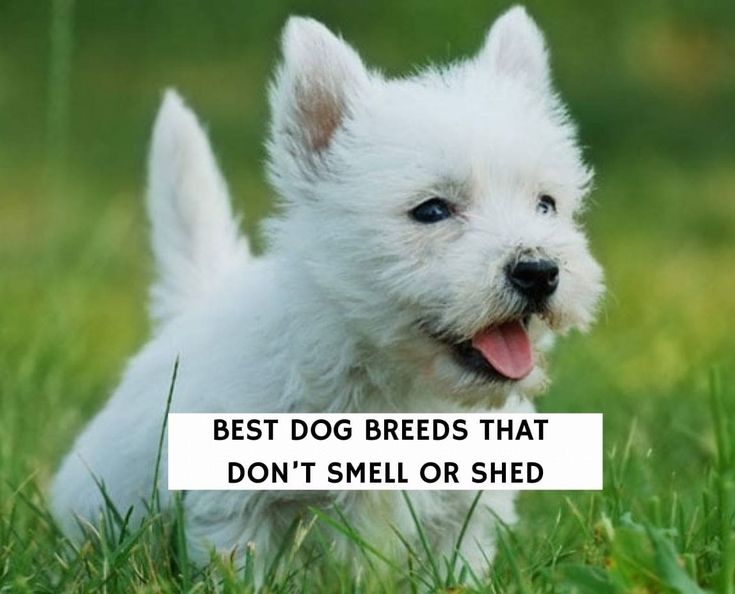 Породы собак бесплатно фото 9 Best Dog Breeds That Don’t Smell or Shed! (2022) - We Love Doodles Best dog br