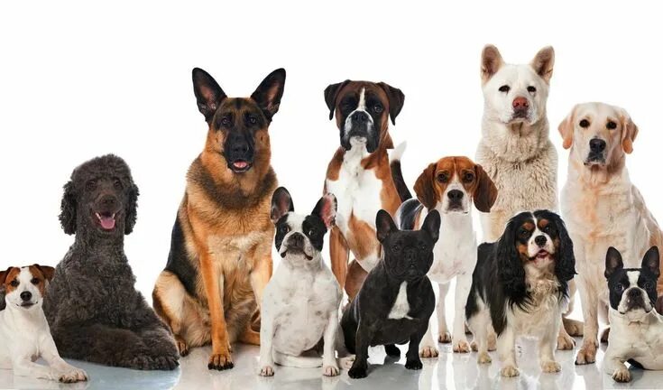 Породы собак для дома фото Most famous dog breeds Famous dogs, Dog breeds, Most popular dog breeds