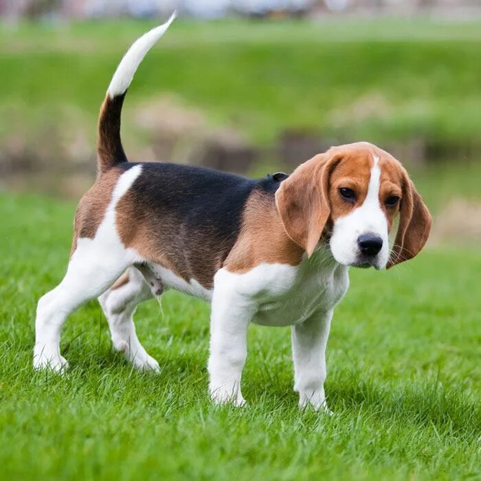 Породы собак для квартиры фото The Most Popular Dog Breeds in the U.S. Beagle puppy, Beagle dog, Beagle dog bre