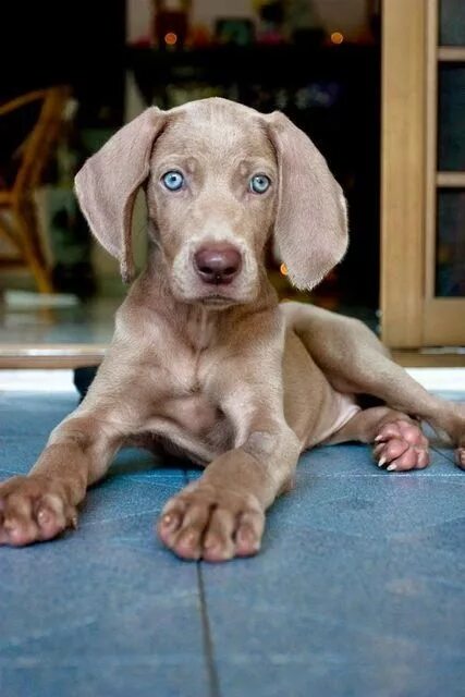 Породы собак для квартиры фото 5 Unique Dog Breeds you never come across Cute puppies, Cute dogs, Weimaraner do