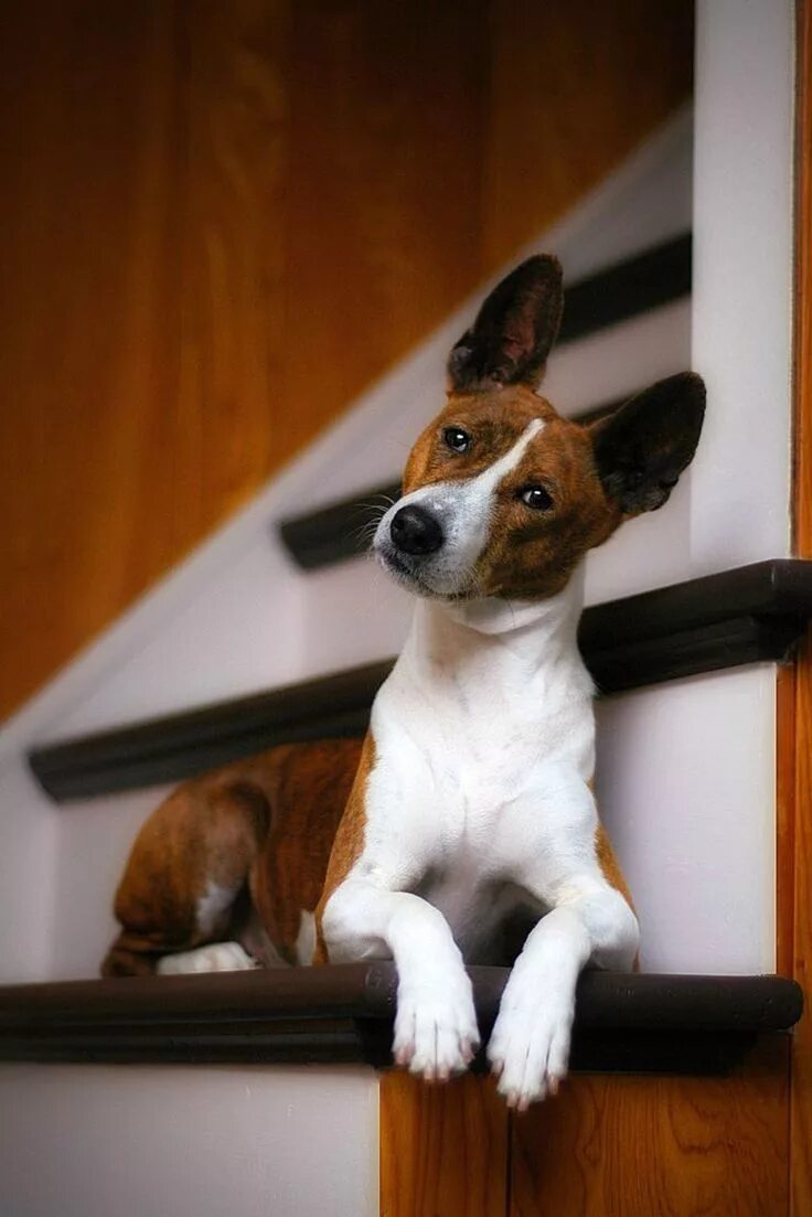 Породы собак для квартиры фото Adopt One of These Hypoallergenic Dogs for Endless Cuddles Basenji dogs, Cute do