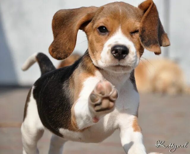 Породы собак для квартиры фото Pin by Avrtatiana on Dogs ❤ Beagle puppy, Beagle, Animals