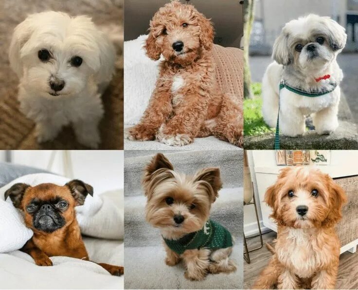 Породы собак для квартиры фото и названия Top 7 Low Energy Hypoallergenic Dogs That Don't Shed 9 Cute small dogs, Best hyp