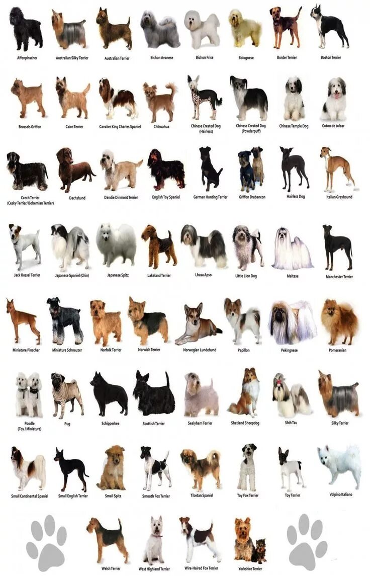 Породы собак для квартиры фото цена The Dog Different Dog Breeds Infographic Chart 18"x28" (45cm/70cm) Poster Dog br