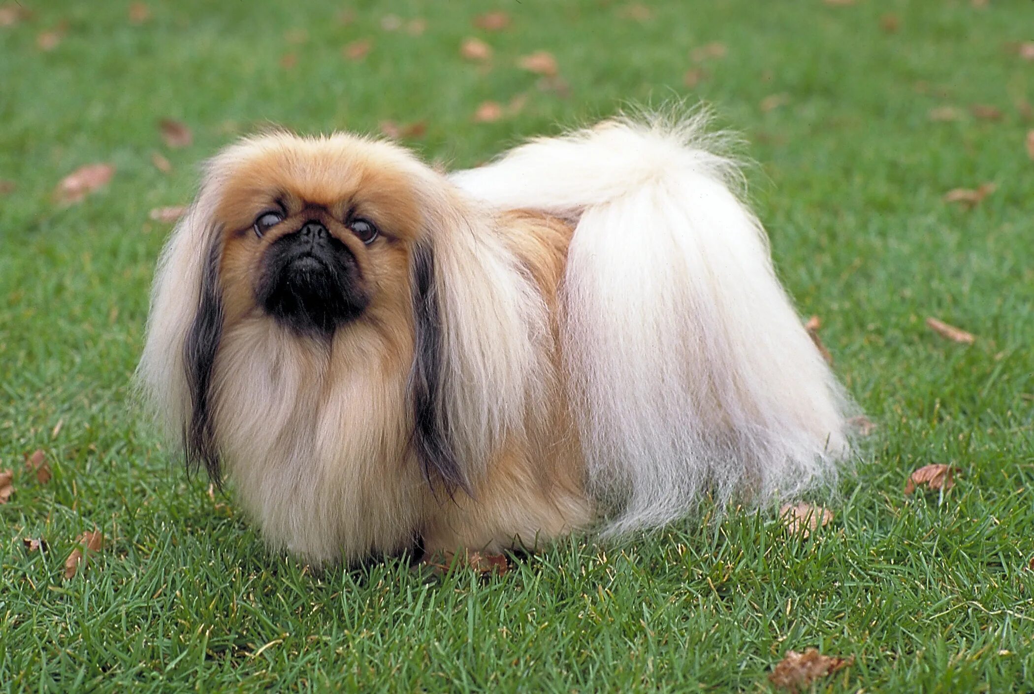 Породы собак фото и цена Longhaired Pekinese on the grass Desktop wallpapers 1024x1024