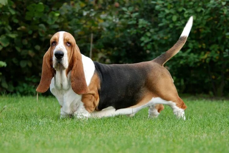 Породы собак фото и цена Pin on Basset Hound Dog breeds medium, Basset hound, Basset hound dog