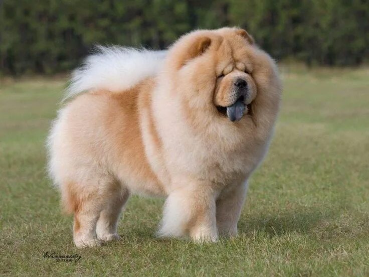 Породы собак фото и цена The "Champion" bloodlines Chow Chow Dog Cachorro, Material do cão, Conserva