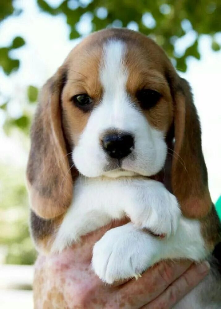 Породы собак фото и цена Pin on Cuties ✧ Cute beagles, Beagle puppy, Puppy breeds