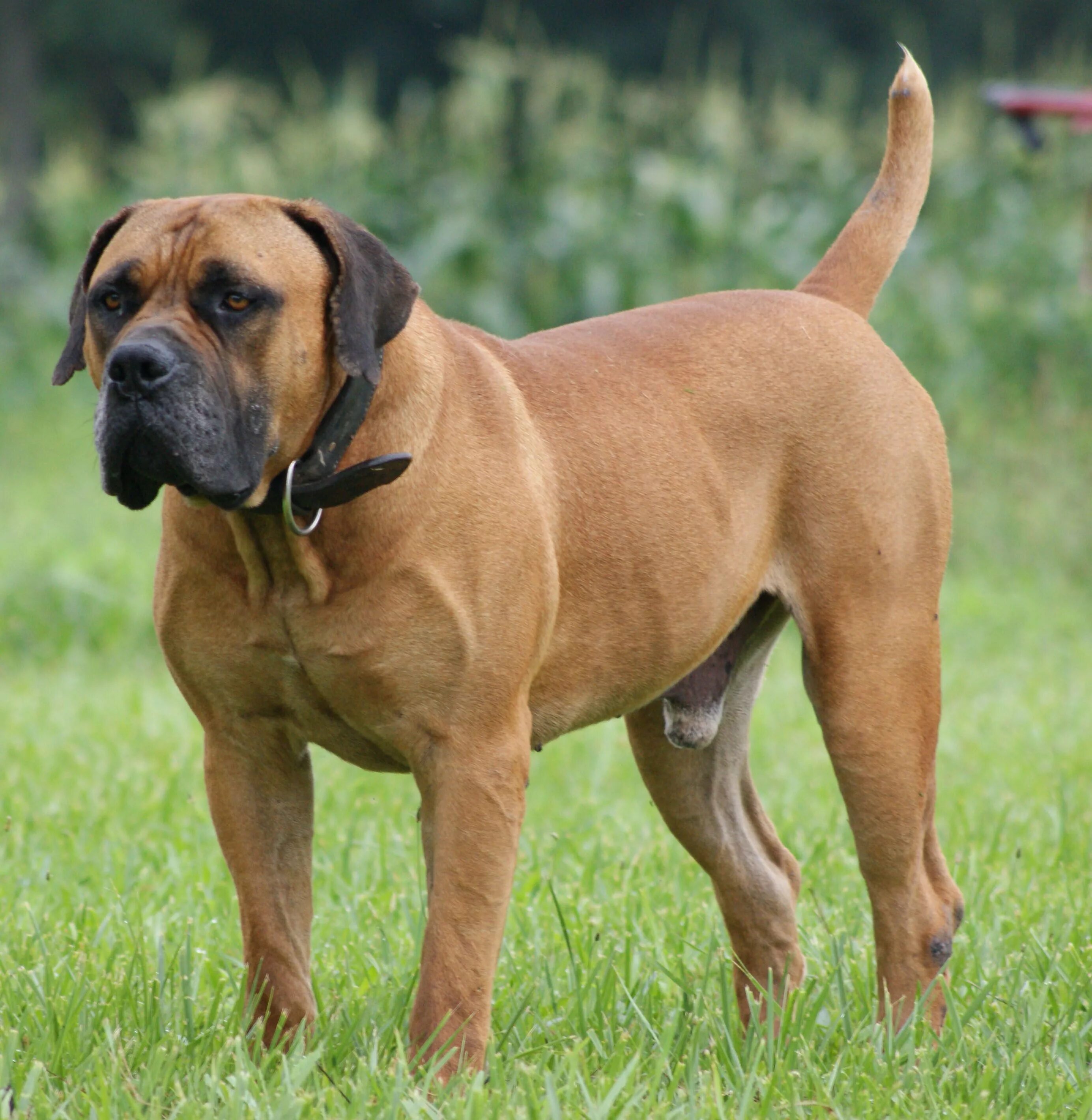 Породы собак фото названия цена South African Boerboel Boerboel, Dog breeds, Mastiff breeds