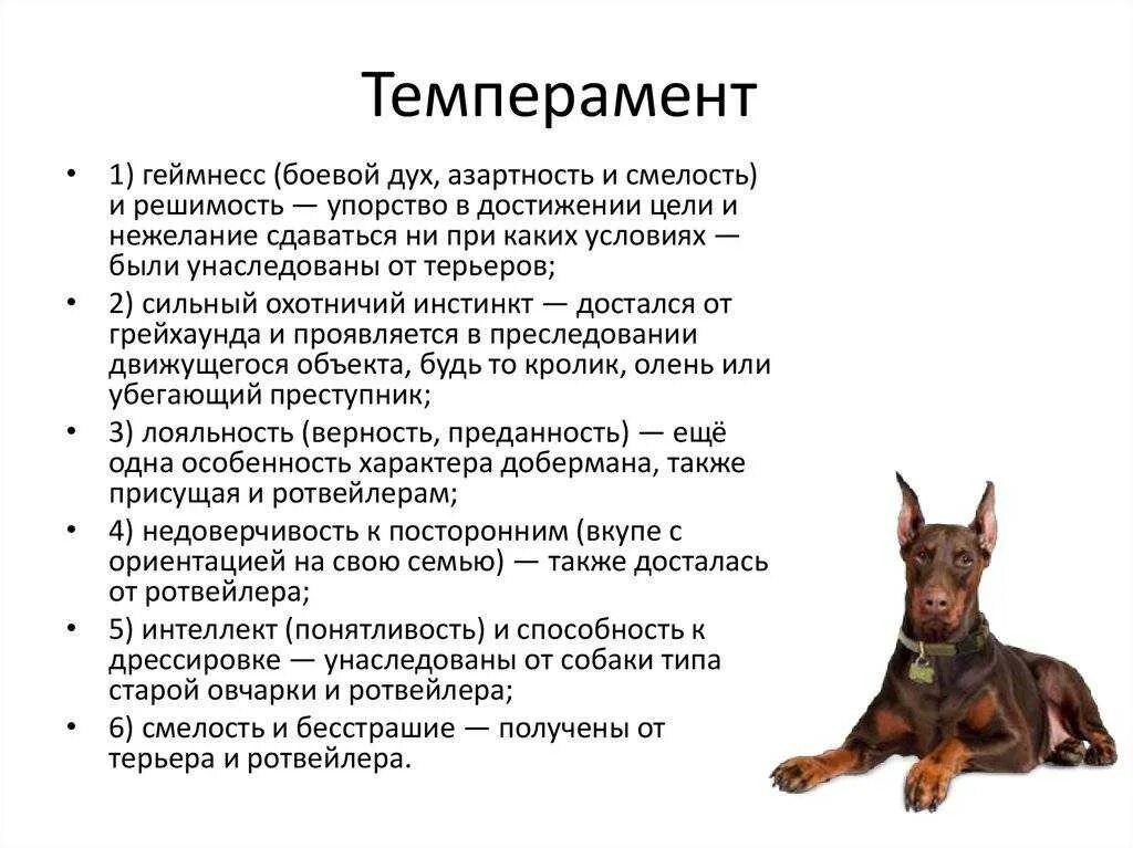 Породы собак фото описание характера собаки Доберман: описание породы, характер собаки и щенка, фото, цена