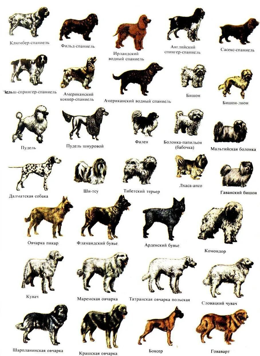 Породы собак фото описание цены List of mastiff type breeds: найдено 90 картинок