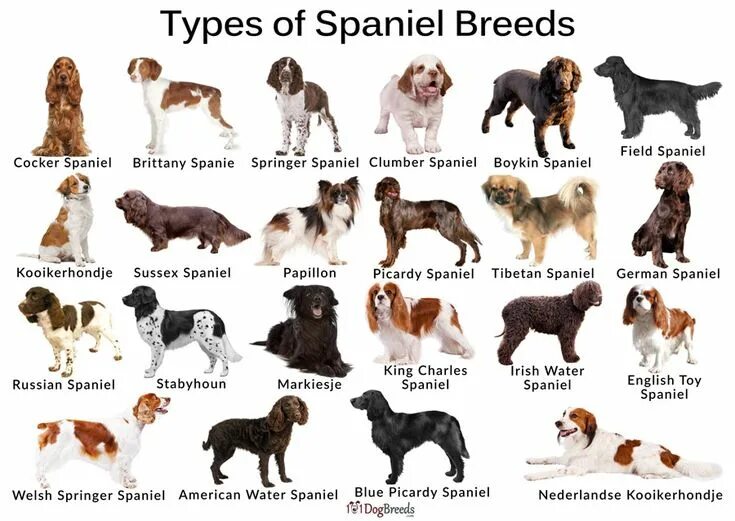 Породы собак фото описание цены Types of Small & Large Spaniel Breeds With Pictures Spaniel breeds, Dog breeds, 