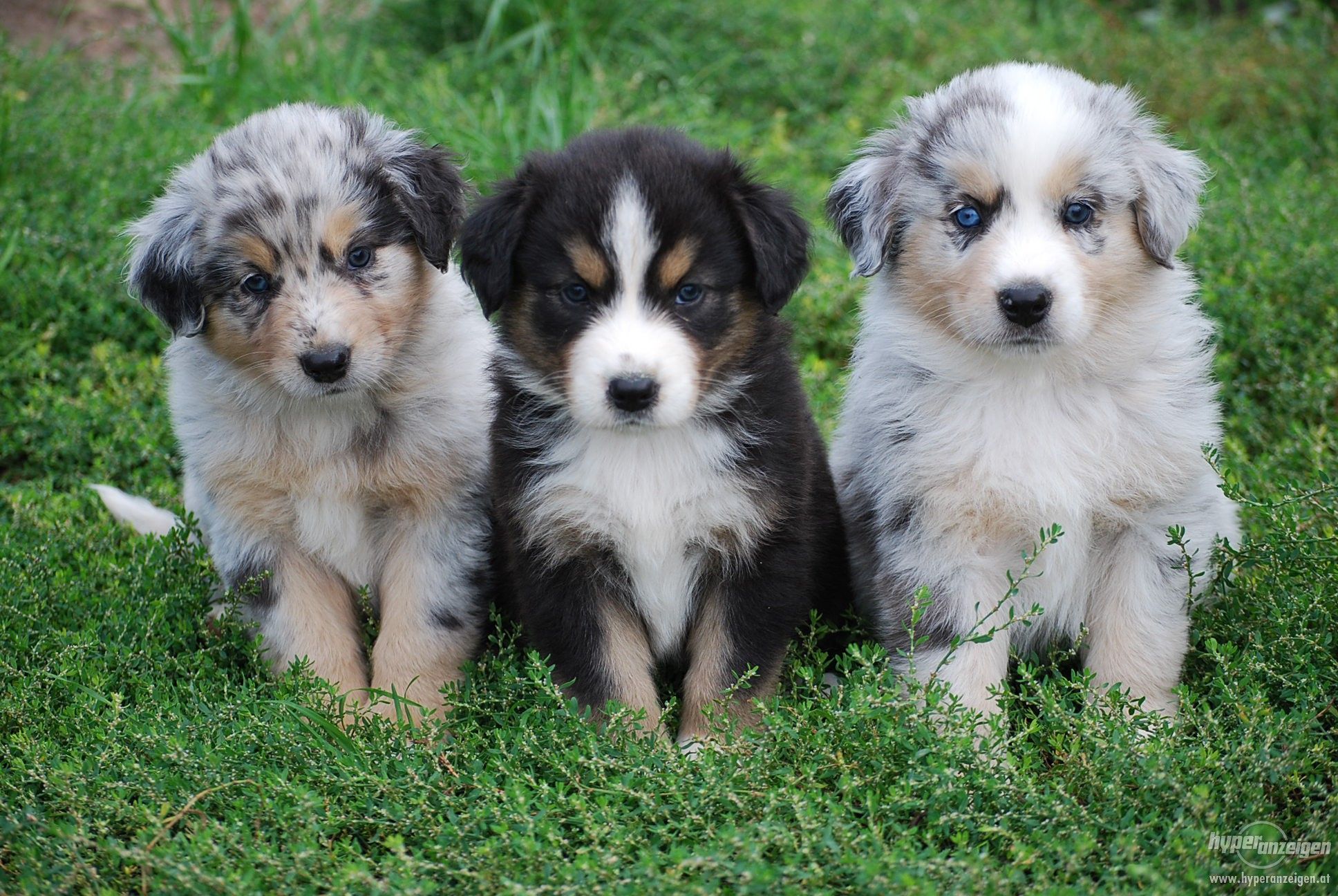 Породы собак фото щенков Bildergebnis für australian shepherd welpen Australian shepherd puppies, Shepher