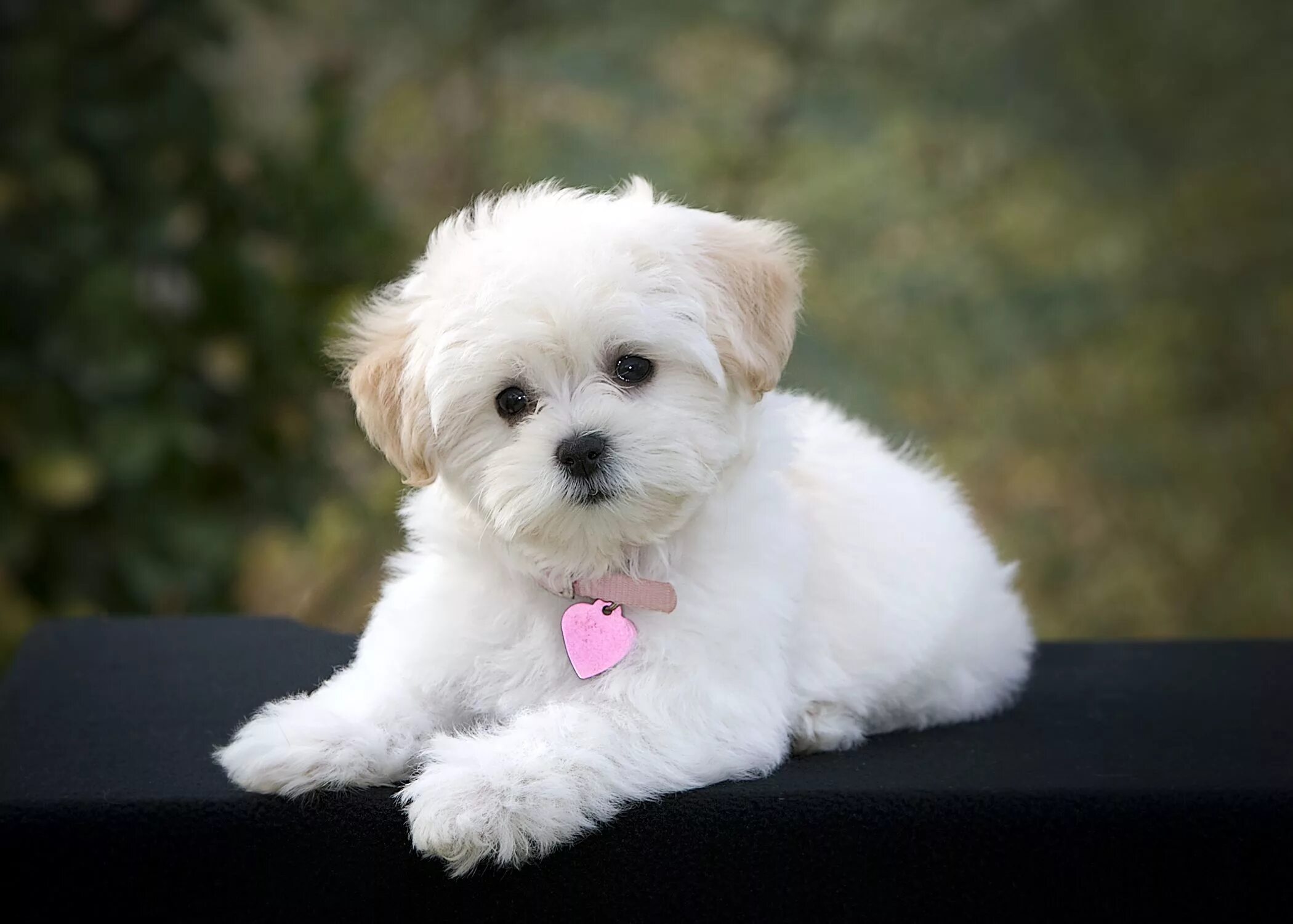 Породы собак фото щенков maltipoo Cute dogs breeds, Cute dogs, Cute small dogs