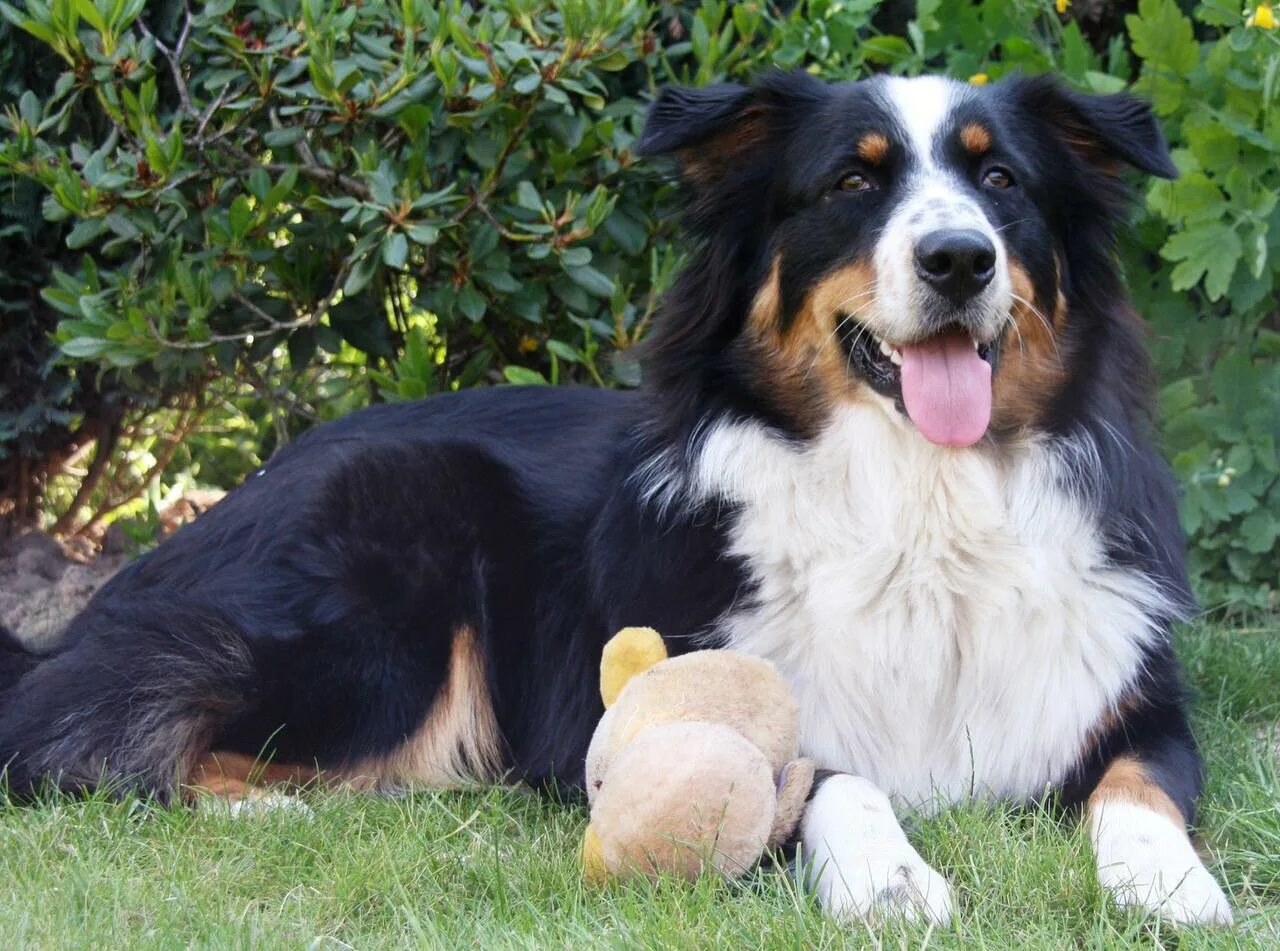 Породы собак фото взрослой Miniature Australian Shepherd - My Dog Breeders - Part 112