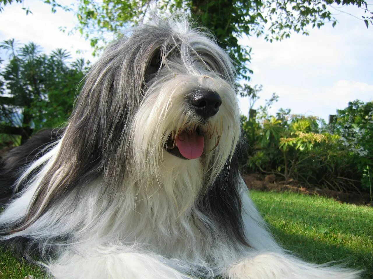 Породы собак фото взрослой Bearded Collie Dog in 2024 Bearded collie puppies, Bearded collie, Collie puppie