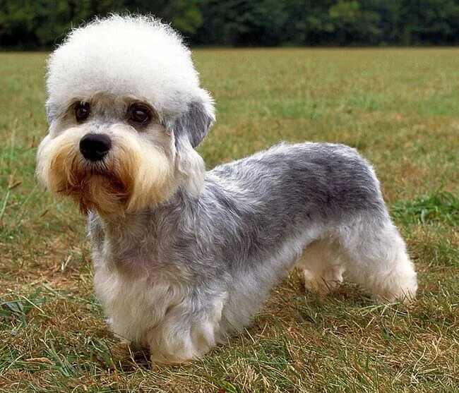 Породы собак фото взрослой 28 Exotic Dog Breeds We All Need In Our Life Right Now Dandie dinmont terrier, R