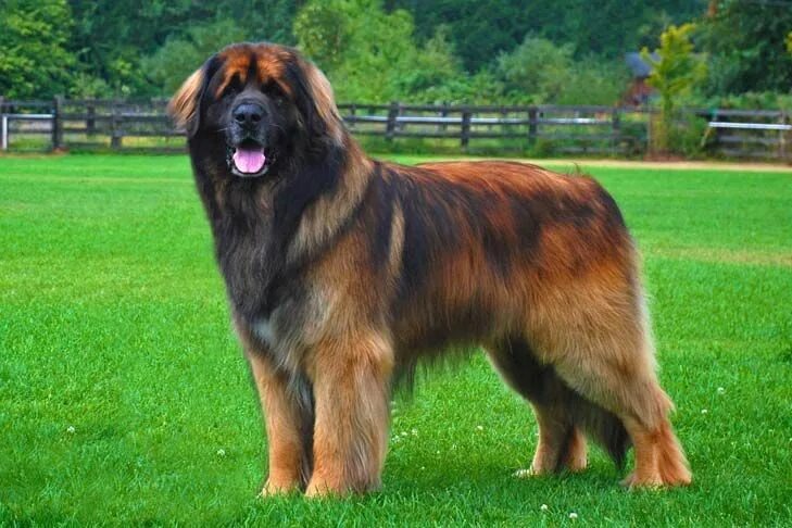 Породы собак фото взрослой Leonberger Dog Breed Information in 2024 Leonberger dog, Dog breed art, Dog bree