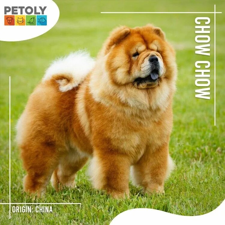 Породы собак фото взрослой Chow-Chow Chow chow, Dog breeds, Spitz breeds