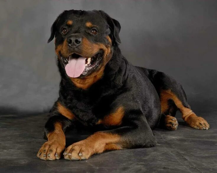 Породы собак фото взрослой Найкращі породи собак для охорони Rottweiler puppies, Rottweiler, Rottweiler dog