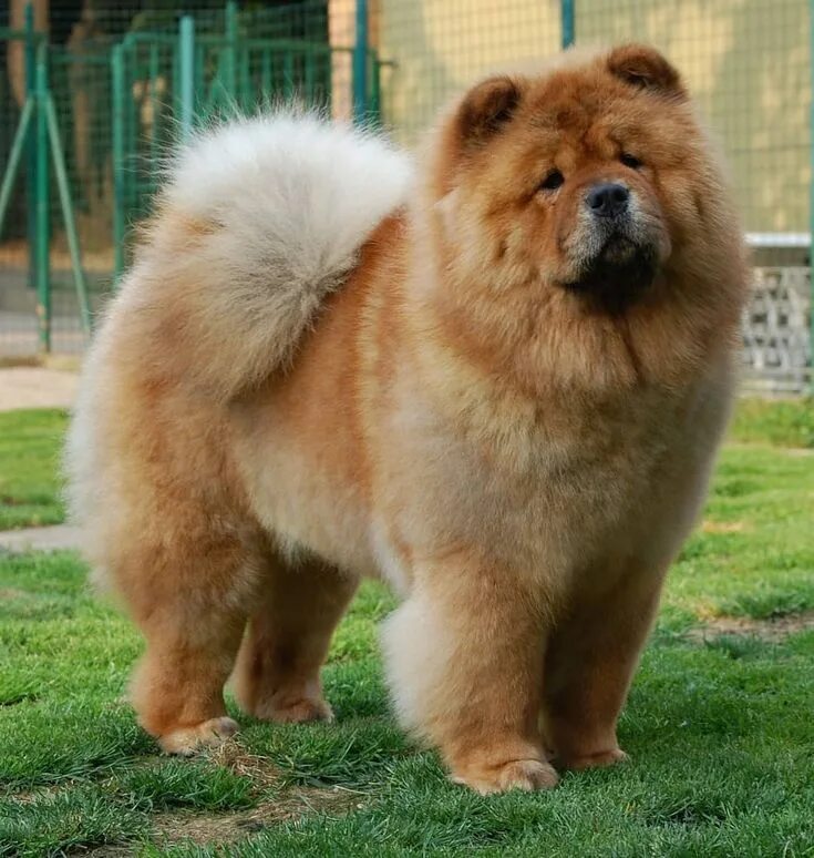 Породы собак фото взрослой Pin on Huskies + Chows ❄ Chow chow dogs, Chow dog breed, Chow chow puppy